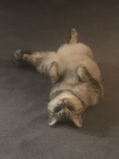 Always laying upside down. Laying Upside Down Pose, Lay Down Pose, Bow Pose, Pick Art, British Shorthair Cats, Angry Cat, Warrior Cats Art, British Shorthair, Cat Sitting