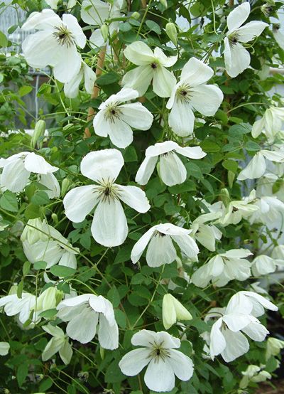 Maria Cornellia Clematis White Clematis, Song Sparrow, Rock Garden Plants, Plant Zones, Clematis Vine, Dogwood Blossoms, Home Garden Plants, Mid Summer, White Plants