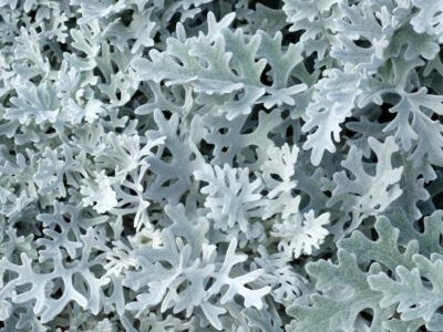 Dusty Miller Plant: Tips For Dusty Miller Care Deer Resistant Flowers, Grow Microgreens, Lavender Garden, Low Maintenance Landscaping, Dusty Miller, Moon Garden, Romantic Flowers, Fall Plants, Lavender Flowers