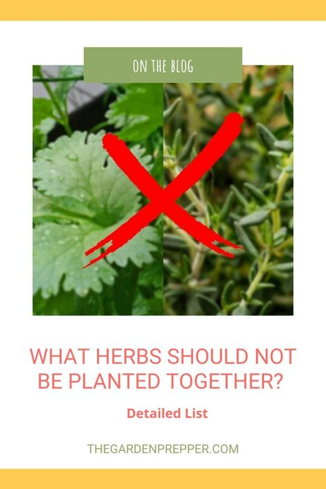 what herbs should not be planted together Herbs Planted Together, Herbs That Can Be Planted Together, What Herbs Can Be Planted Together, Good Neighbor, Aromatic Herbs, Growing Herbs, Planting Herbs, Herb Garden, The Great Outdoors