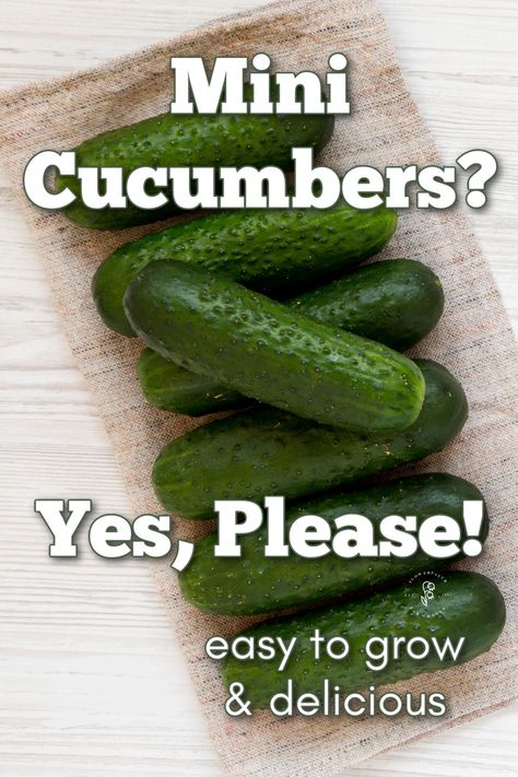 Explore the best varieties of mini cucumbers to grow in your garden this season! This guide covers a range of mini cucumber types, from the sweetest to the most productive, helping you choose the perfect variety for your garden. Learn about the unique flavors, growing tips, and how to enjoy a delicious harvest of mini cucumbers. Mini Cucumbers Recipes, How To Freeze Cucumbers From The Garden, Ways To Preserve Cucumbers, What To Do With Excess Cucumbers, Saving Cucumbers, When To Pick Cucumbers, Cucumber Infused Water, Cucumber Varieties, Mini Cucumbers