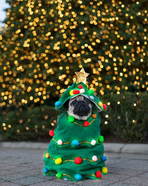 “‪I hope ur Christmas is as lit as I am” -Doug Christmas Pic, Old Pug, Doug The Pug, Pug Christmas, Puppy Day, Merry Bright Christmas, Puppy Birthday, A Pug, The Pug