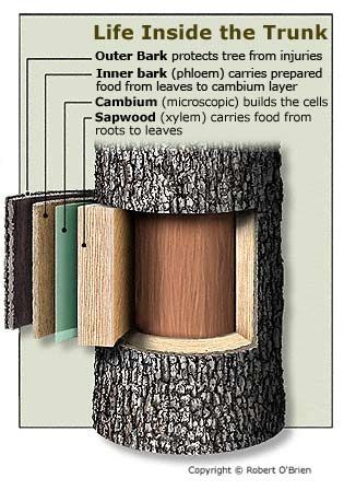 How Trees Grow ~ The outer bark protects the inner wood layers from injuries, pests & disease. The inner bark (phloem) carries synthesized food from the leaves to the cambium layer & other growing portions of the tree. The cambium layer is where active growth takes place, making more wood & bark. Sapwood (xylem) transports sap - water & nutrients - from the roots to the leaves. The center of the tree, which provides strength & support, is the heartwood (dead wood or inactive wood). Biology Plants, Tree Sap, Plants Unit, Tree Identification, Tree Study, Nature School, Biology Lessons, Tree Service, Plant Science