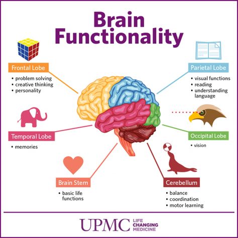 Get to Know The Parts of Your Brain | UPMC HealthBeat Human Brain Parts, Brain Anatomy And Function, Brain Parts, Brain Surgeon, Brain Learning, Brain Facts, Brain Anatomy, Brain Stem, The Human Brain