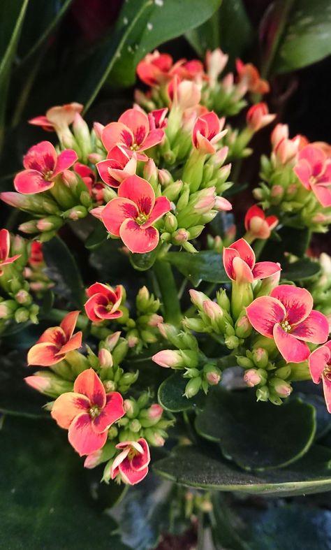 Kalanchoe Plant Care, Flaming Katy, Kalanchoe Flowers, Kalanchoe Plant, Elegant Plants, Succulent Fertilizer, Diy Container Gardening, Kalanchoe Blossfeldiana, Flowering House Plants