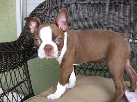 red boston terrier puppies are super cute Brown Boston Terrier, Brindle Boston Terrier, Red Boston Terriers, Boston Terrier Funny, Boston Terrier Love, Terrier Breeds, Boston Terrier Puppy, Terrier Puppies, Boston Terrier Dog