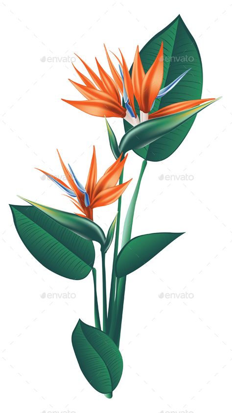 Bird of Paradise Flower Bird Of Paradise Plant Drawing, Birds Of Paradise Plant, Paradise Painting, Bird Of Paradise Flower, Birds Of Paradise Flower, Flower Bird, Plant Painting, Bird Of Paradise, Plant Illustration