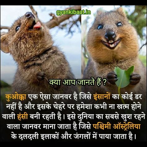 Daily Facts Hindi, Unique Facts Hindi, Today New Fact In Hindi, Animal Facts In Hindi, Interesting Facts About World In Hindi, Unknown Facts Hindi, New Facts In Hindi, Unbelievable Facts Hindi, Nokia Logo