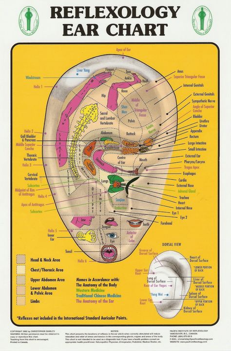 Ear Oil, Ear Reflexology, Massage Pressure Points, Hand Reflexology, Reflexology Chart, Reflexology Massage, Alternative Healing, Traditional Medicine, Medical Field