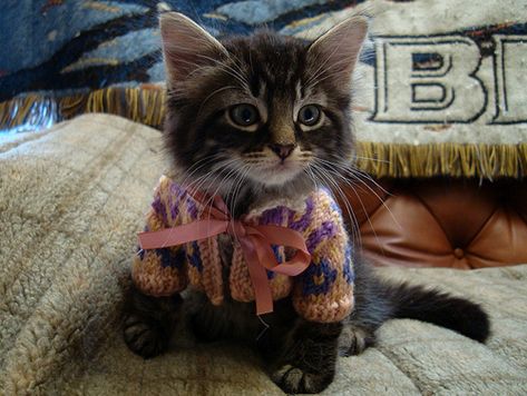 Kittens wear sweaters! Cats In Sweaters, Kitten Sweater, Cute Kittens, Cat Clothes, Cats Meow, Crazy Cat Lady, Crazy Cats, Kittens Cutest