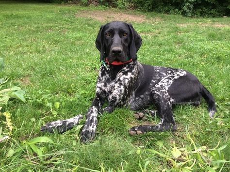 Black german shorthair pointer Marley Aesthetic, Black Roan German Shorthaired Pointer, German Shorthaired Pointer Art, German Shorthaired Pointer Silhouette, Dog Pond, German Pointer, German Shorthair Pointer, Wired Haired Pointer, German Shorthaired Pointer Training