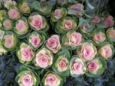 Not roses, kale. Love the effect. Magnolia Greenhouse, Flowering Kale, Cabbage Flowers, Ornamental Cabbage, Ornamental Kale, Cabbage Rose, Cabbages, Edible Landscaping, Plant Spacing