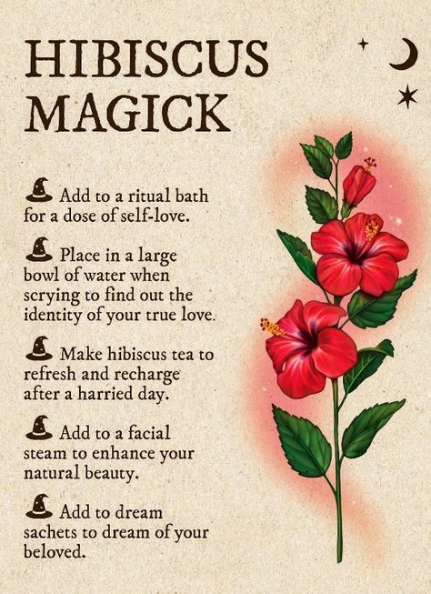 Hibiscus Spiritual Meaning, Glamour Magick Herbs, Plant Magick, Glamour Magick, Herbal Witch, Candle Magic Spells, Kitchen Witch Recipes, Magickal Herbs, Witch Herbs