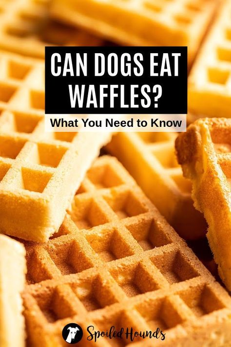 Can dogs eat waffles? Keep your dog safe and find out what you need to know about dogs eating plain, homemade, frozen, Eggo, blueberry, buttermilk, Belgian, gluten-free, potato, or green waffles. Or waffles with butter and syrup. #dogsafety #doghealth #dogs #doglovers #doginformation #dogownertips #pethealth #waffles Waffles For Dogs, Dog Waffles, Green Waffles, Blueberry Waffles Recipe, Waffle Recipe Healthy, Dogs Eating, Chocolate Chip Waffles, Easy Waffle Recipe, Waffle Bowl