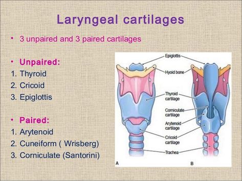 Larynx and its Cartilages Larynx Diagram, Vocal Anatomy, Larynx Anatomy, Nose Anatomy, Biology Diagrams, Anatomy Flashcards, Speech Therapy Tools, Retro Art Prints, Speech Path