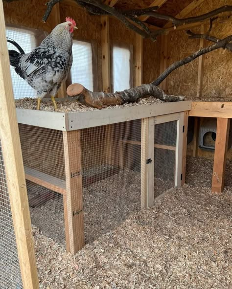 Chicken Coups Cute, Grow Out Pens For Chicks, Shed Chicken Coop Conversion, Bougie Chicken Coop, Owning Chickens, Critter Proof Chicken Coop, Inside Chicken Coop, Chicken Coop Designs Diy, Old Western Chicken Coop