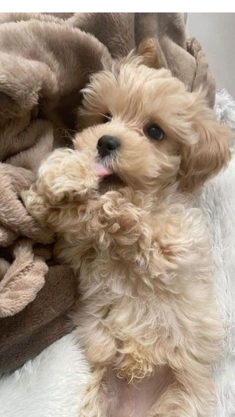 Cute Fluffy Puppies, Puppy Dog Pictures, Chien Shih Tzu, Cutest Puppy Ever, Cute Small Dogs, Cute Dogs Images, Very Cute Puppies, Maltipoo Puppy, Super Cute Puppies