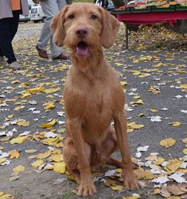 Hungarian Wirehaired Vizsla, Wired Haired Vizsla, Wire Haired Vizsla, Wirehaired Vizsla, Hunting Dogs Breeds, Detection Dogs, German Shorthaired Pointer Dog, Akc Breeds, All Breeds Of Dogs