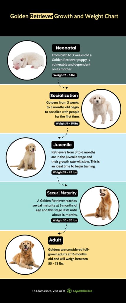 Golden Retriever growth and weight chart Golden Retriever Growth Chart, Golden Retriever Food Chart, Golden Retriever Training Tips, Golden Retriever Tips, Golden Retriever Care, Golden Retriever Puppy Training, Puppy Growth Chart, Golden Retriever Facts, Female Golden Retriever