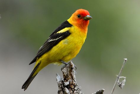 Western Tanager - Piranga ludoviciana | Wildlife Journal Junior Western Tanager, Scarlet Tanager, Southwest Region, Orange Bird, Spring Birds, Redwood Forest, Focus Photography, Yellow Bird, Backyard Birds