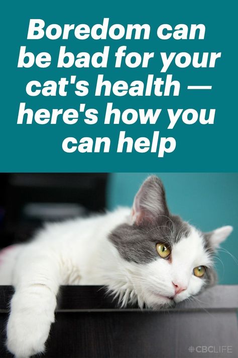 text on image that says "Boredom can be bad for your cat's health — here's how you can help" and a closeup of a cat, lounging in boredom How To Keep Your Cat Entertained, Cat Backpack Carrier, Animal Behaviorist, Cat Things, Pet Advice, Siberian Cat, Cat Backpack, Cat Garden, Cat Behavior