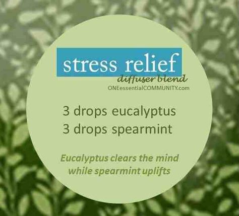 Have frayed nerves? Need to chill out? Want to ditch the witch? Find your zen? Try these calming essential oil diffuser blends to beat stress Doterra Eucalyptus, Essential Ouls, House Scents, Homemade Oils, Diy Diffuser Blends, Diffuser Scents, Eo Blends, Diffuser Oils, Helichrysum Essential Oil