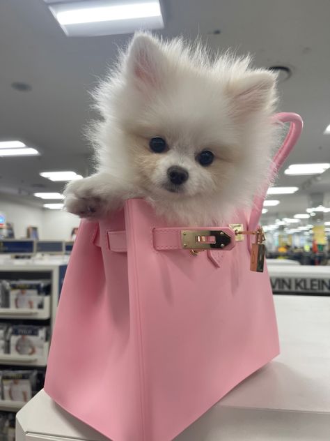 Pomeranian Puppy Aesthetic, Pomerian Dog Aesthetic, Pomeranian Aesthetic, Rich Pomeranian Aesthetic, Teacup Pomeranian Aesthetic, Pomeranian In Purse, Expensive Dogs, Cute Small Dogs, Puppy Mom