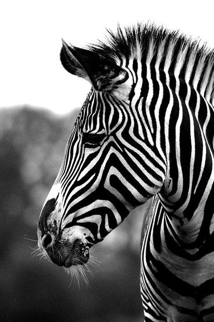 African Animals Photography, Zebra Tattoos, African Wildlife Photography, Zebra Pictures, Zebra Wallpaper, Zebra Art, Zebras Animal, African Wildlife, African Animals