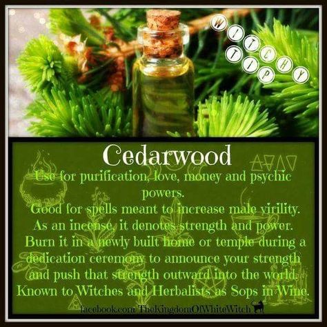 Cedarwood – Witches Of The Craft® Magickal Herbs, Witch Herbs, Magia Das Ervas, Green Witchcraft, Witch Garden, Magic Herbs, Under Your Spell, Magical Herbs, Aromatic Oils