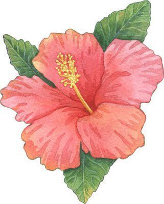 Hibiscus Drawing, Hibiscus Flower Drawing, 데이비드 호크니, Plant Drawing, Flower Art Painting, Hibiscus Flowers, Tropical Flowers, A Drawing, الرسومات اللطيفة