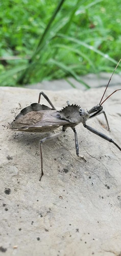 What is a Wheel Bug? Are Wheel Bugs Dangerous? White Bugs On Plants, Potato Bugs, Harmful Insects, Small Insects, Bug Bites, Grey Gardens, Garden Pests, Bugs And Insects, The Loop