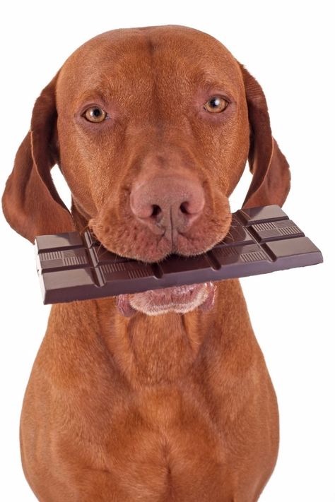 A dog holding chocolate in his mouth - I Love Veterinary Dog Ate Chocolate, Dangerous Foods For Dogs, Human Food For Dogs, Chocolate Dog, Dog Top, Dog Care Tips, Bad Dog, Pet Safety, Animal Hospital