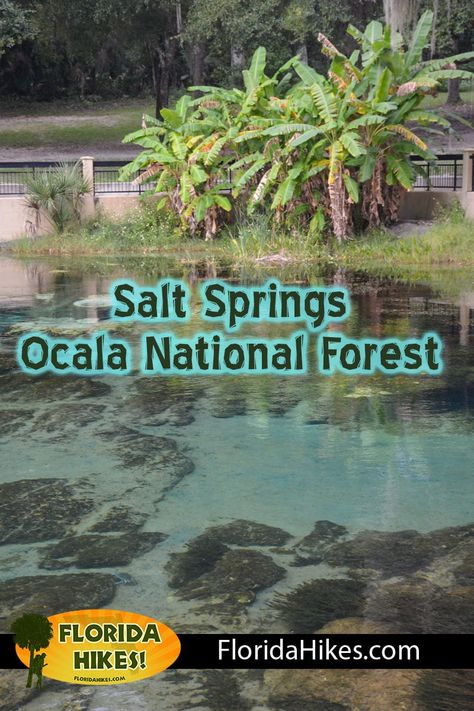 A first magnitude spring with bluffs topped with ancient oaks, Salt Springs has rocky depths of aquamarine. The surrounding recreation area in the Ocala National Forest offers camping, hiking, and paddling. Vision Casting, Florida Trail, Ocala National Forest, Ancient Forest, Back Road, Forest Park, Nature Trail, Camping Hiking, National Forest