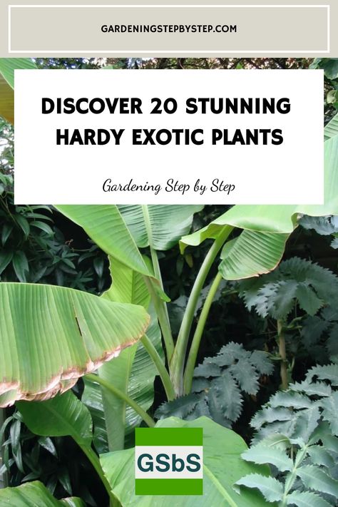 Explore the world of hardy exotic plants with our top picks for cold climates! Discover a stunning selection of winter-hardy tropical plants that thrive in the UK and other regions with chilly winters. These resilient beauties bring a touch of the tropics to your garden. Whether you're looking for colourful foliage or unique blooms, these hardy tropical plants will add an exotic flair to your outdoor space. Cold Hardy Tropical Plants, Hardy Tropical Plants, Tropical Plants Uk, New Build Garden Ideas, Blue Passion Flower, Yucca Filamentosa, Passiflora Caerulea, Small Tropical Gardens, Fatsia Japonica