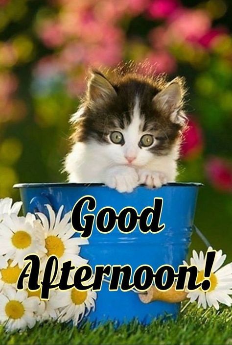 Good Afternoon Images Hd, Afternoon Blessings, Afternoon Greetings, Afternoon Messages, Good Evening Love, Afternoon Images, Coffee Sayings, Good Morning Msg, Evening Pictures