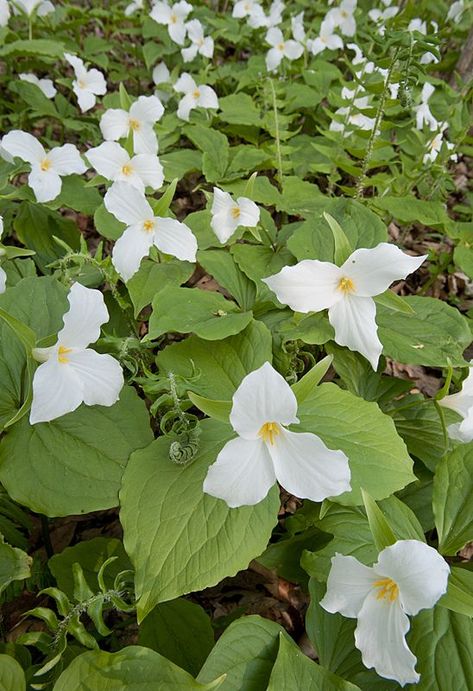 Large-flowered Trillium (Trillium grandiflorum) Aman Park Ottawa County, Michigan May 11