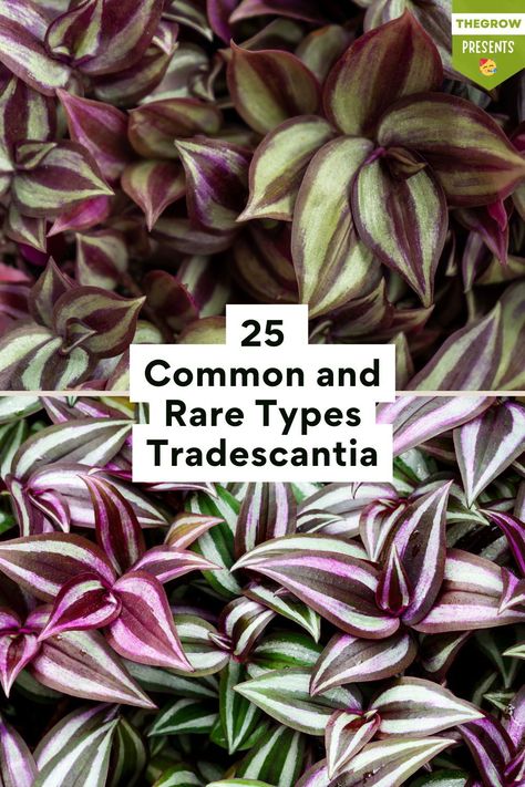 We have culled a list of 25 common and rare Tradescantia varieties to propagate. Tradescantia Pistachio White, Purple Tradescantia, Tradescantia Varieties, Houseplant Propagation, Plant Benefits, Green Queen, Bedroom Balcony, Perennial Garden, Perennial Plants