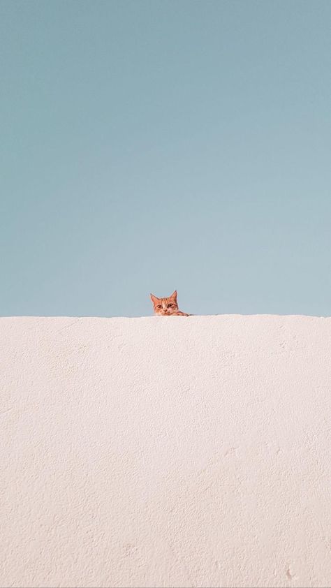 Wallpapers, Orange, Wall, Blue, White