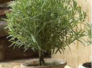 How to Make a Rosemary Topiary How To Propagate Rosemary, Rosemary From Cuttings, Rosemary Topiary, Propagate Rosemary, Rosemary Tree, Growing Beans, How Plants Grow, Urban Gardening Ideas, Outdoor Topiary