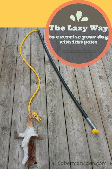 Use flirt poles to exercise your dog as an alternative to dog walks. It's a fun way to exercise high energy dogs. You can even make a DIY flirt pole for cheap. Dog Training Tricks, Puppy Training Schedule, Loose Leash Walking, Agility Training For Dogs, Dog Minding, Bored Dog, Reactive Dog, Dog Enrichment, Dog Exercise