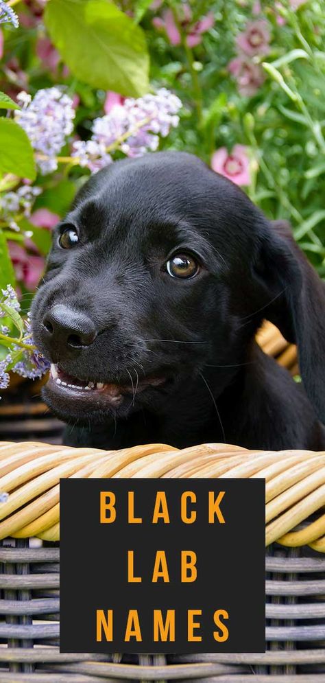 Black Lab Names - 400 Perfect Ideas For Your Pup Black Dog Names, Black Lab Names, Labrador Names, Names Dog, Popular Dog Names, Boy Dog Names, Black Labrador Puppy, Puppy Black, Girl Dog Names