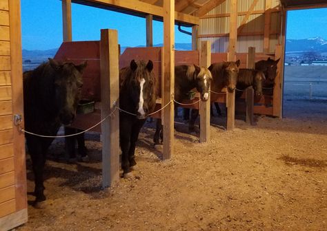 Horse Feeding Station, Horse Essentials, Horse Feeding, Horse Pens, Horse Ownership, Horse Farm Ideas, Diy Horse Barn, Horse Barn Ideas Stables, Paddock Paradise