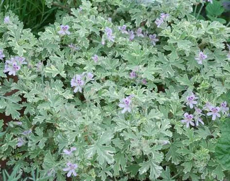 A very attractive variety, award-winning Pelargonium 'Lady Plymouth' (Scented Geranium) is an upright, evergreen, tender perennial with deeply cut, gray-green leaves, beautifully variegated with creamy-white. Strongly scented, the pretty leaves exude a delicious, sharp rose and lemon scent when bruised. In summer, striking clusters of small lavender-pink flowers are nicely set off by the foliage. Pretty Leaves, Flowers Lilac, Geranium Plant, Scented Geranium, Growing Peonies, Lemon Scent, Pelargonium Graveolens, Pretty Leaf, Plants To Grow