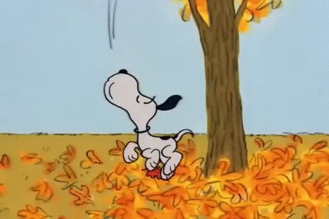 Peanuts animated GIF Snoopy Autumn, Gifs Snoopy, Snoopy Videos, Snoopy Gif, Falling Gif, Great Pumpkin Charlie Brown, Snoopy Cartoon, Peanuts Halloween, Charlie Brown Halloween