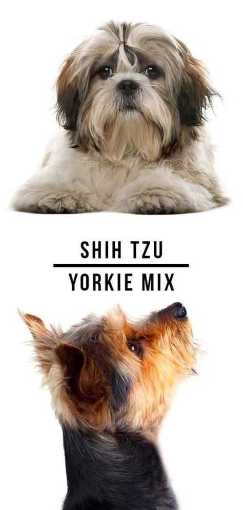 shih tzu yorkie mix #shihtzuyorkiemix #shihtzu #yorkie #mixbreed Yorkie Mixed Breeds, Yorkie Shitzu, Shorkie Dogs, Shih Tzu Mix Breeds, Shitzu Mix, Yorkie Shih Tzu Mix, Shorkie Puppies, Yorkie Breeders, Shih Tzu Facts