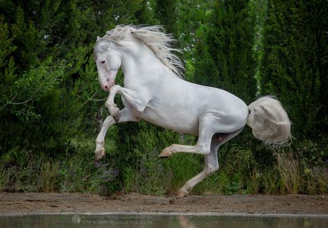 A pure Cartusian Stallion from Yeguada de la Cartuja . Photographed by the Award winning photographer Katarzyna Okrzesik-Mikołajek during her visit in Andalusia .  @katarzyna_photo_equine Stallion Photography, Horse Anatomy, Horse Inspiration, Andalusian Horse, Majestic Horse, All The Pretty Horses, Horse Drawings, Horse Sculpture, White Horses