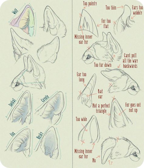 Katefox Art, Wolf Sketch, Canine Drawing, Dog Anatomy, Cat Anatomy, Dog Ears, Canine Art, Wolf Drawing, Sketches Tutorial