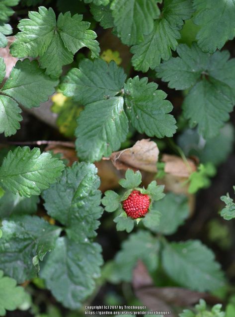 Entire plant photo of Indian Strawberry (Potentilla indica) uploaded to Garden.org by treehugger Foraging Tattoo, Mock Strawberry, Tree Hugger, Photo Location, My Garden, Roses, Plants