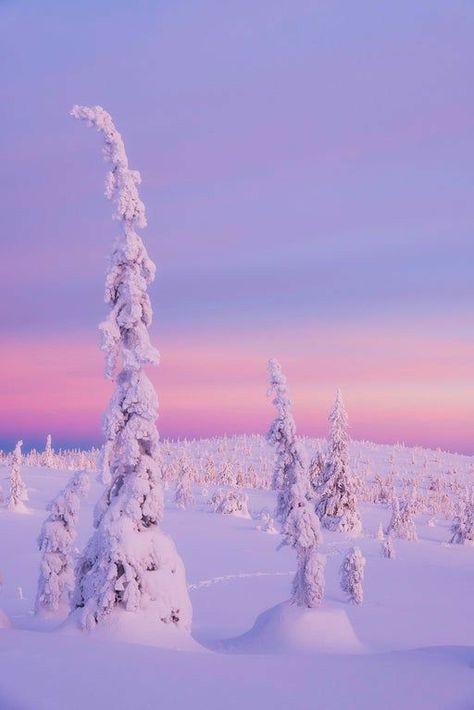 Finland Travel, Lapland Finland, Snow Covered Trees, Winter Scenery, Winter Beauty, Winter Pictures, Winter Wonder, Winter Aesthetic, Christmas Aesthetic