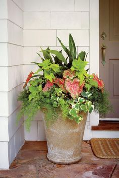 Porch Plants, Tanaman Pot, Asparagus Fern, Container Gardening Flowers, Garden Stand, Garden Containers, Container Flowers, Shade Plants, Flowers Garden